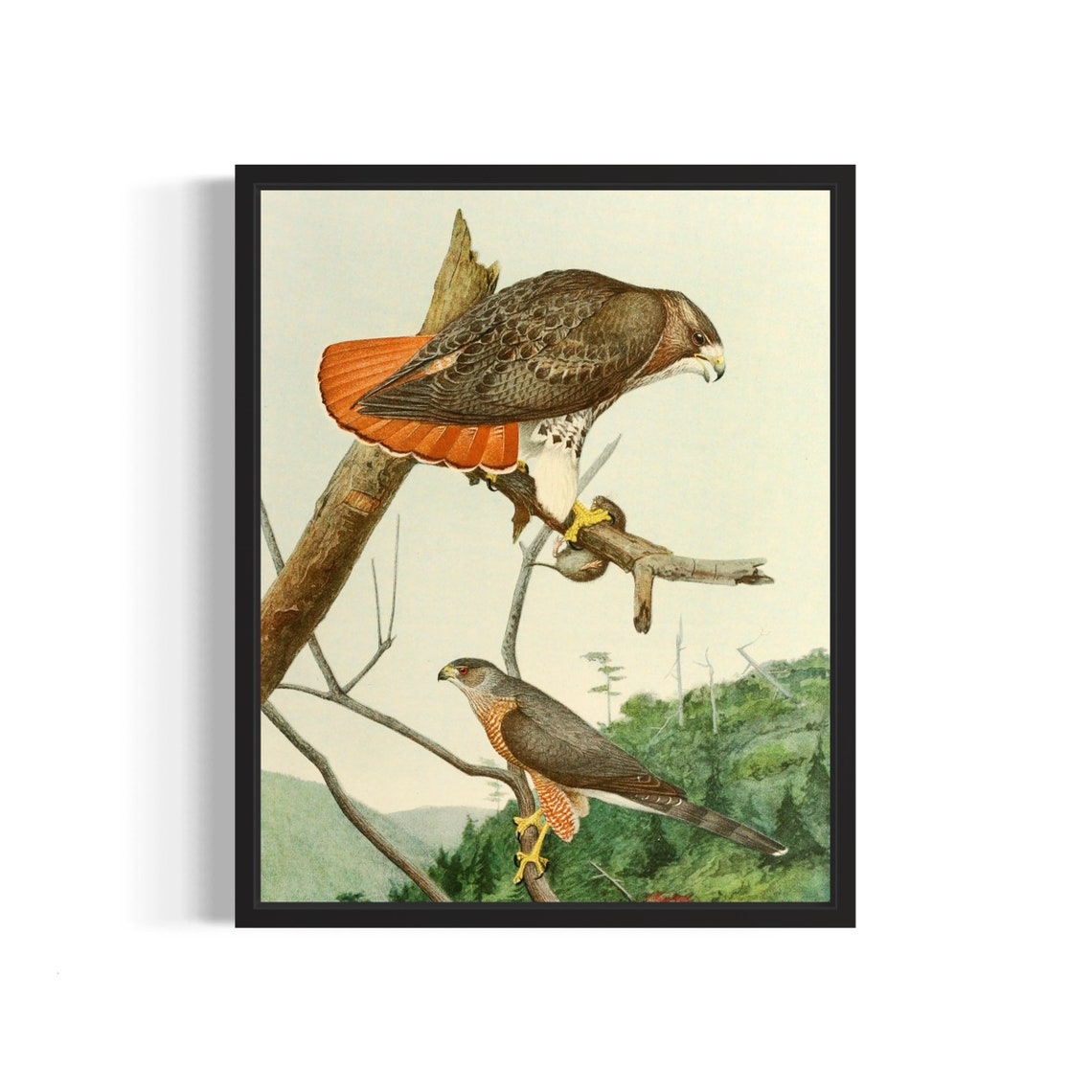 Red Tailed Hawk and Coopers Hawk Perched on Branch Vintage Bird Poster