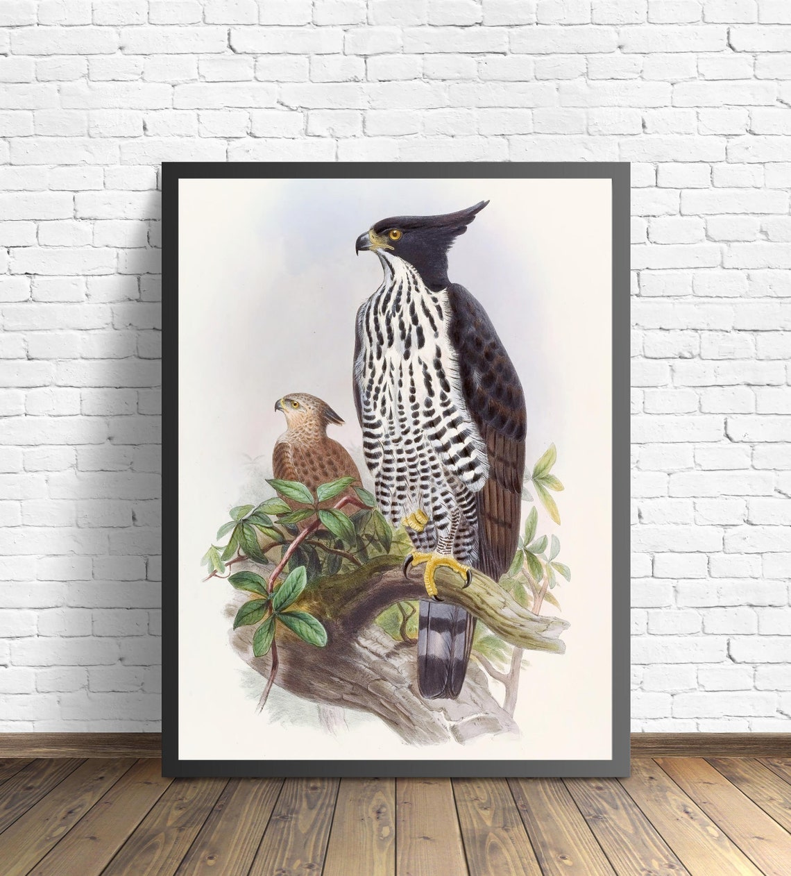 Black-and-White Crested Eagle Pair by John Gould Bird Poster - Image 2