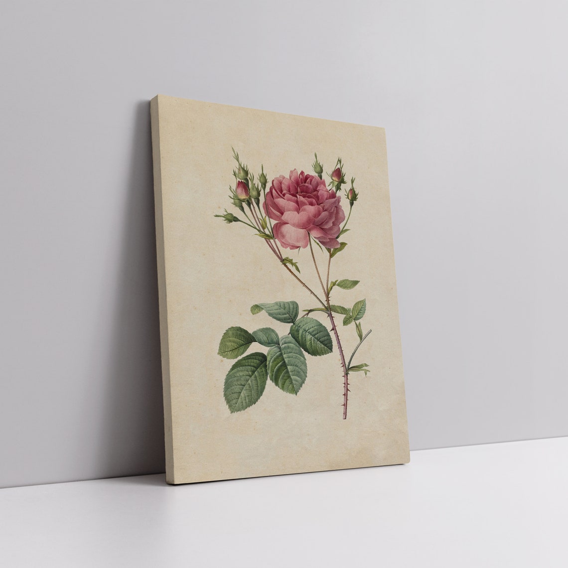 Vintage Pink Rose Botanical Illustration Single Bloom Wall Poster - Image 3