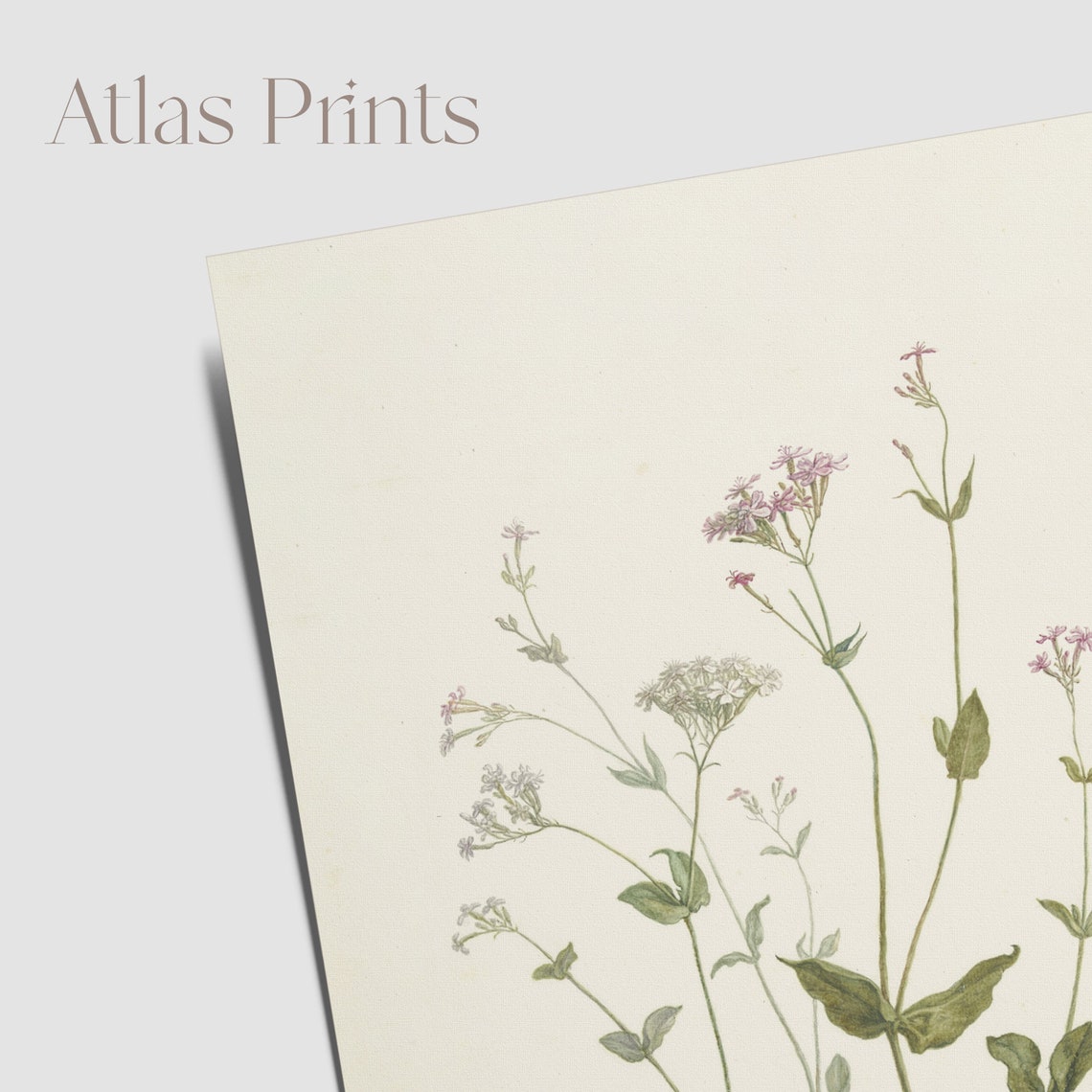 Vintage Wildflower Botanical Study Pink Blossoms On Cream Paper Poster - Image 2