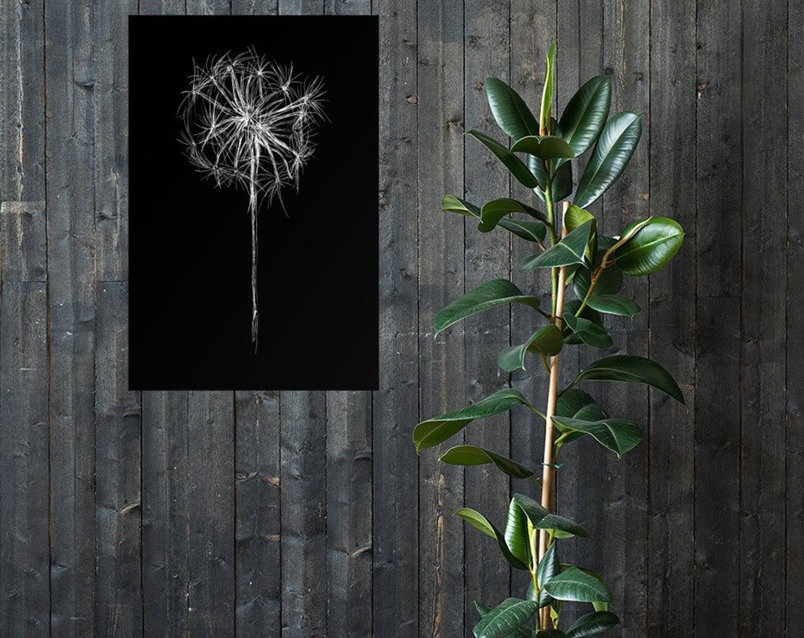 White Dandelion Seed Head Black Background Modern Botanical Art Print - Image 2