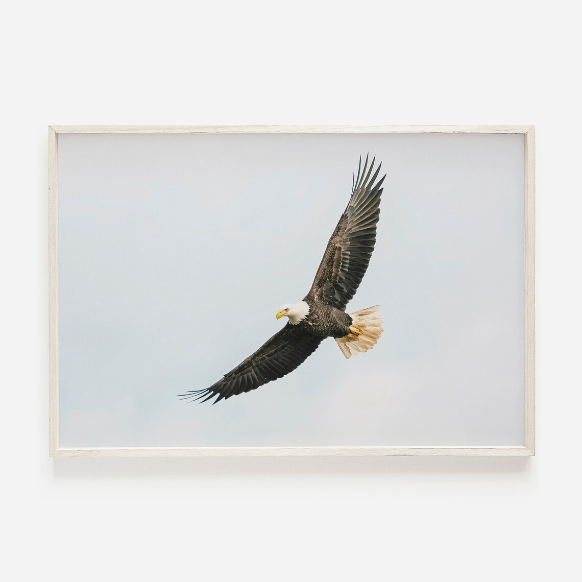 Bald Eagle Flying Overhead, Wildlife Art Print