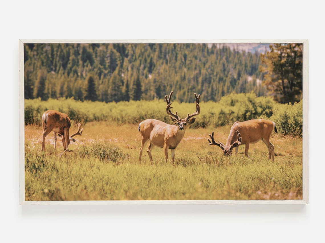 Three Mule Deer Bucks in a Mountain Meadow Wildlife Photo Print