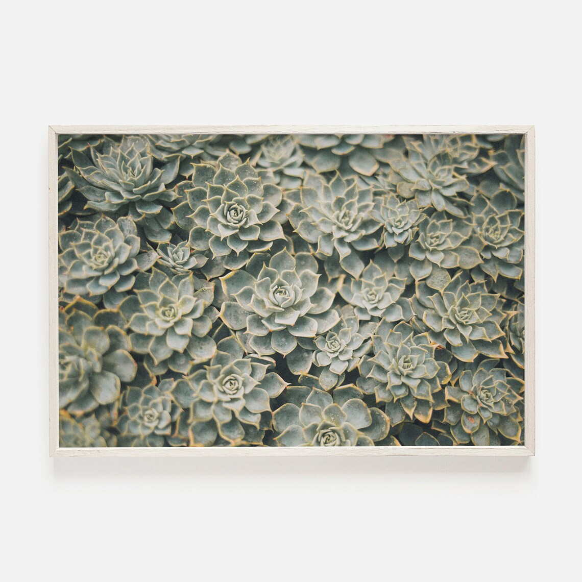 Green Echeveria Succulent Rosettes Botanical Photo Bohemian Poster