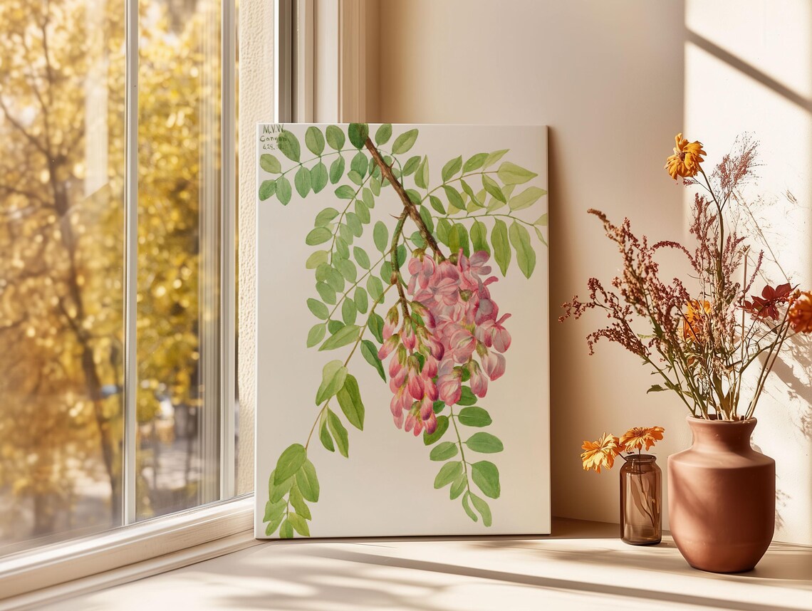 Mary Vaux Walcott Art Print New Mexican Locust Botanical Canvas