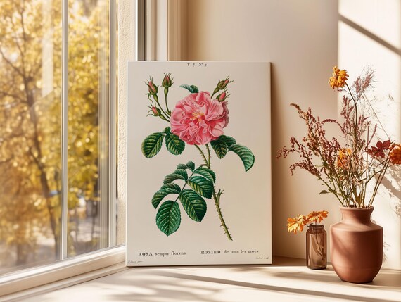 Rosa Semperflorens Vintage Pink Rose Botanical Illustration Art Poster