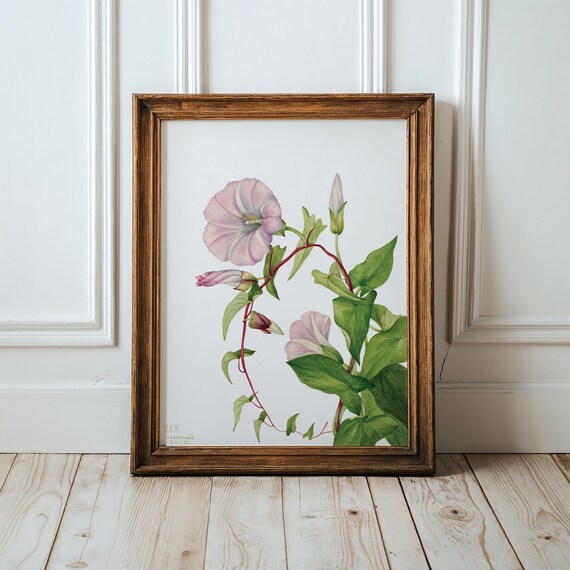 Vintage Hedge Bindweed Print Botanical Flower Art