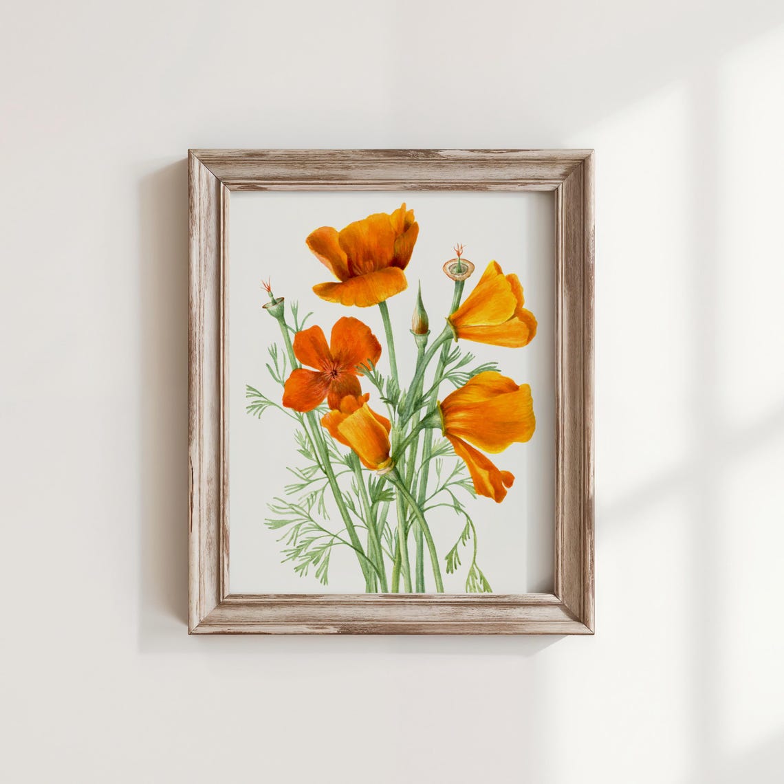 Poppy Vintage Flower Art Print Restored Botanical Illustration