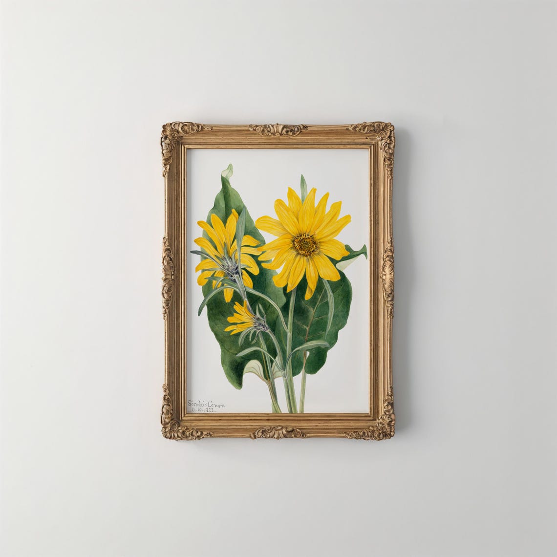 Mary Vaux Walcotts Balsamroot Print Vintage Botanical Art