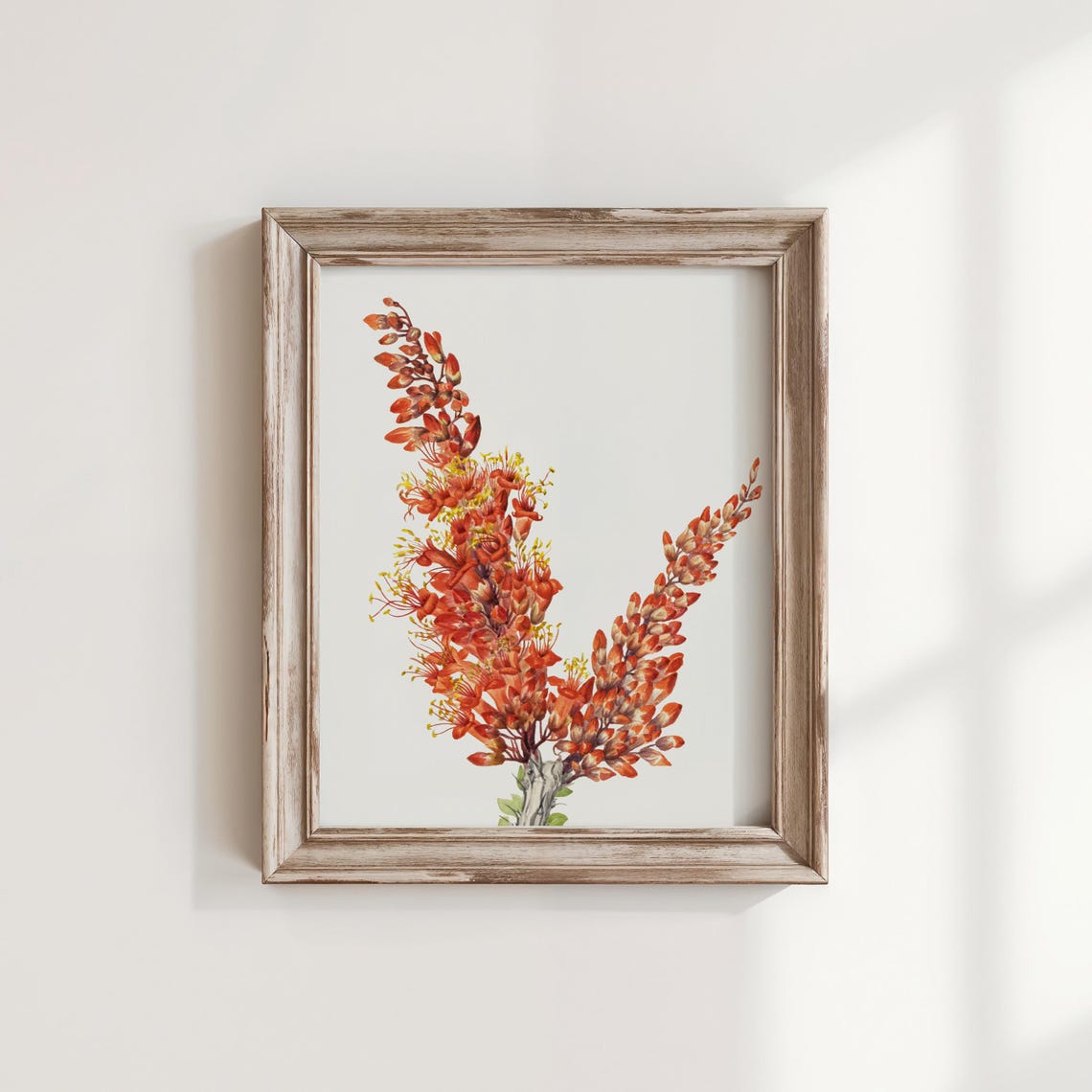 Mary Vaux Walcott Ocotillo Flower Print Vintage Botanical Art