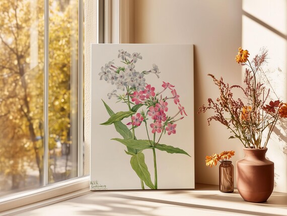 Mary Vaux Walcott Perennial Phlox Pink Vintage Botanical Poster