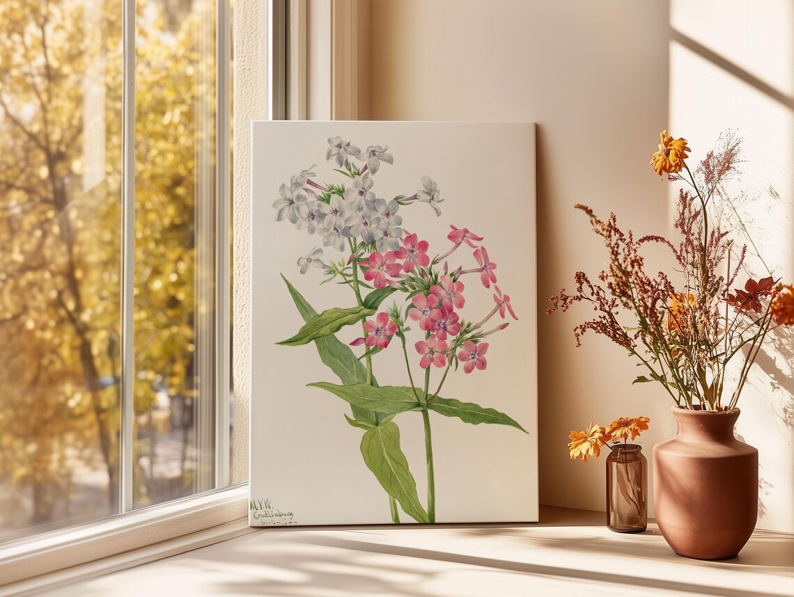 Mary Vaux Walcott Perennial Phlox Pink Vintage Botanical Poster