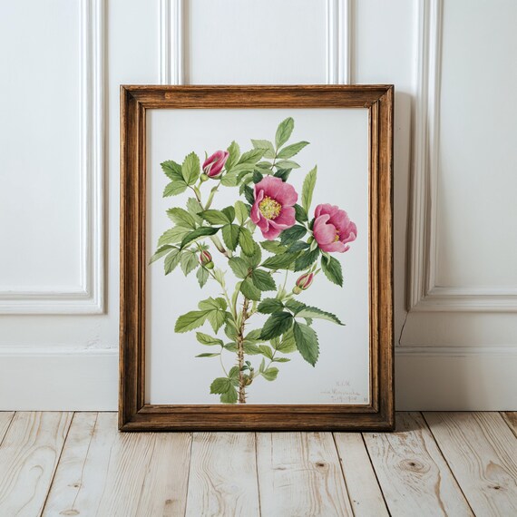 Mary Vaux Walcott Bourgeau Rose Print Vintage Botanical Art