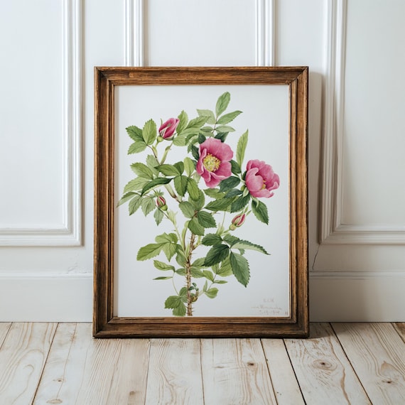 Wild Rose Vintage Botanical Print by Mary Vaux Walcott Pink Flower Art