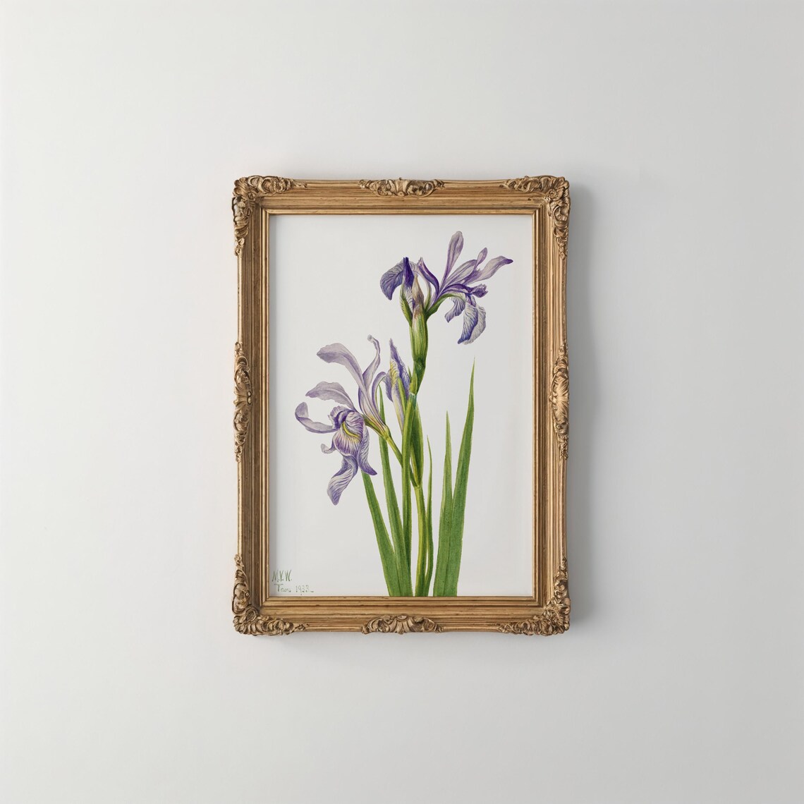 Vintage Blue Flag Flower Print Restored Antique Botanical Art