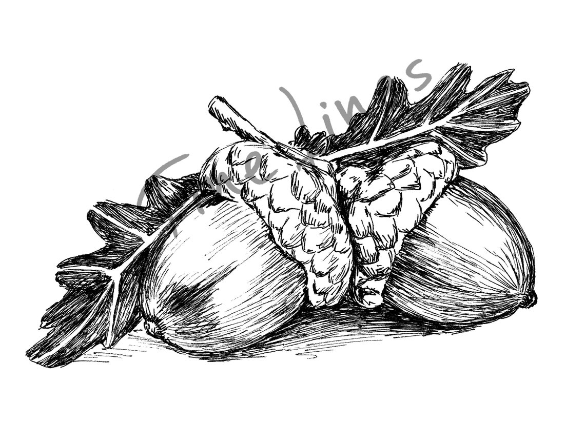 Acorns Oak Leaf Botanical Ink Drawing Autumn Nature Wall Art - Image 2