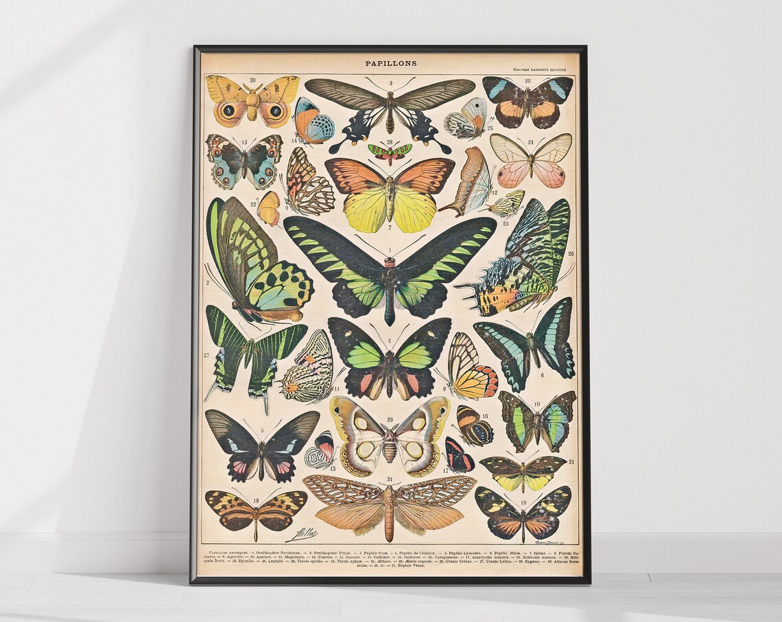 Adolphe Milliot Vintage Butterfly Poster, Wildlife Botanical - Image 3