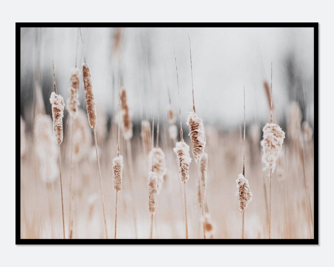 Reed Plant Botanical Art Print, Farmhouse Boho Decor