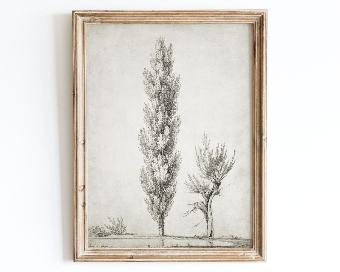 Tall Poplar Trees Vintage Pencil Sketch Botanical Tree Drawing Poster
