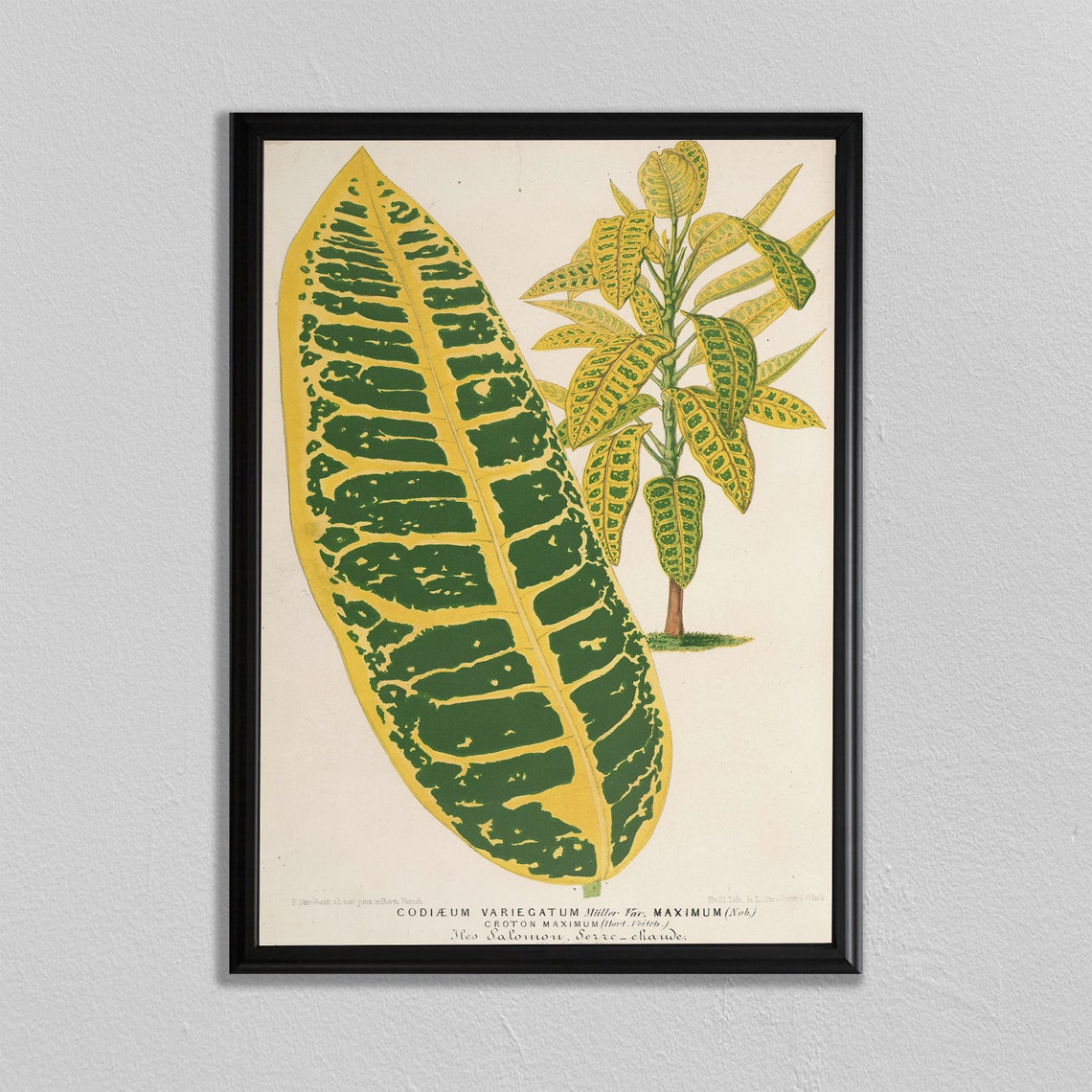 Codiaeum Variegatum Croton Maximum Botanical Vintage Art Print