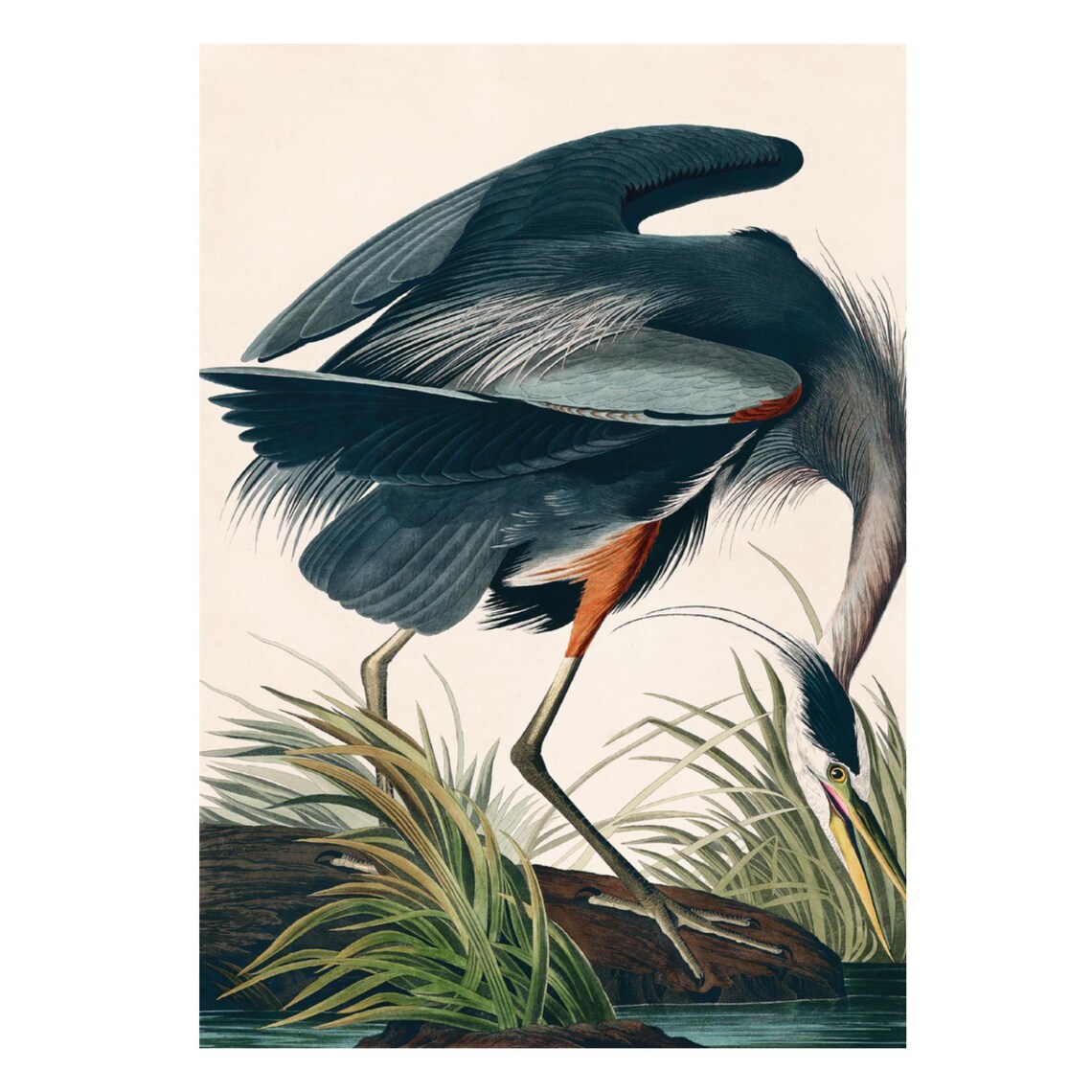 Great Blue Heron Audubon Vintage Coastal Art Print - Image 4