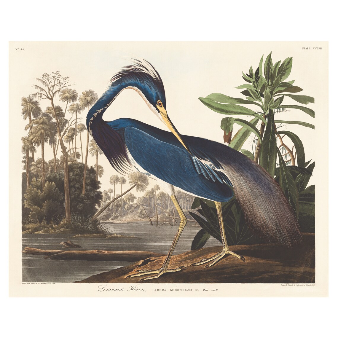 Louisiana Heron Audubon Vintage Bird Art Print - Image 4