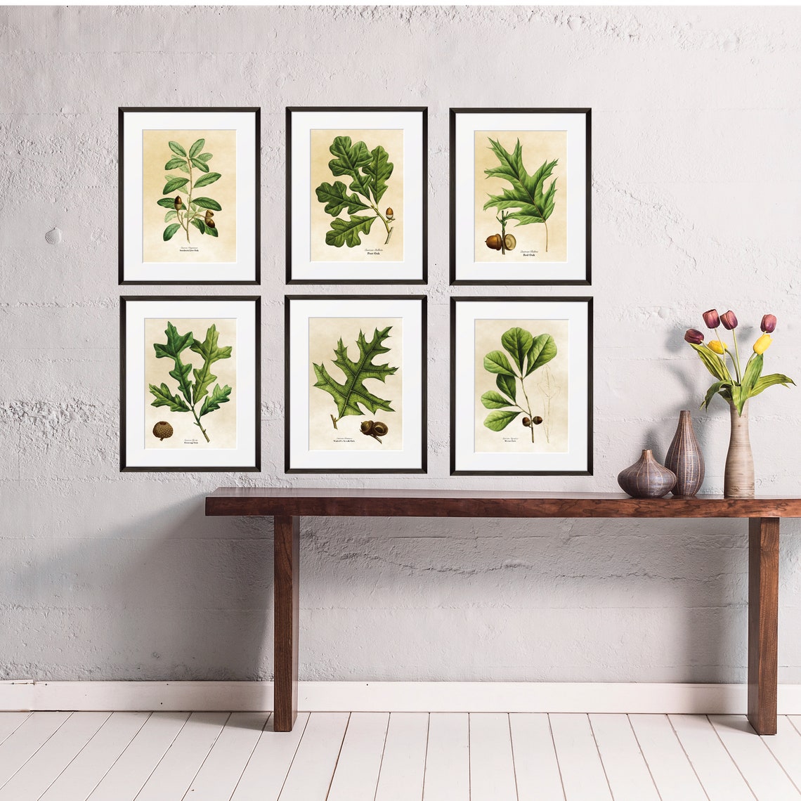 Vintage Post Oak Botanical Illustration Lobed Leaves Acorn Poster - Image 2