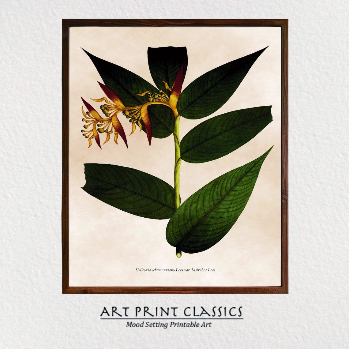 Vintage Heliconia Flower Botanical Illustration Tropical Plant Poster