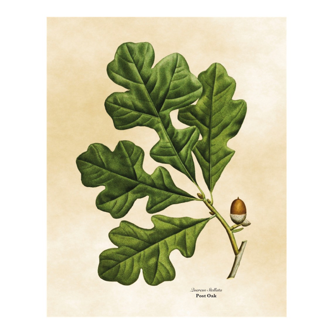 Vintage Post Oak Botanical Illustration Lobed Leaves Acorn Poster - Image 4