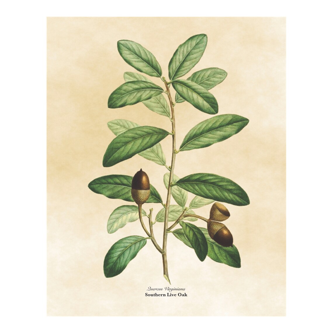 Vintage Southern Live Oak Botanical Illustration Leaves Acorns Poster - Image 4