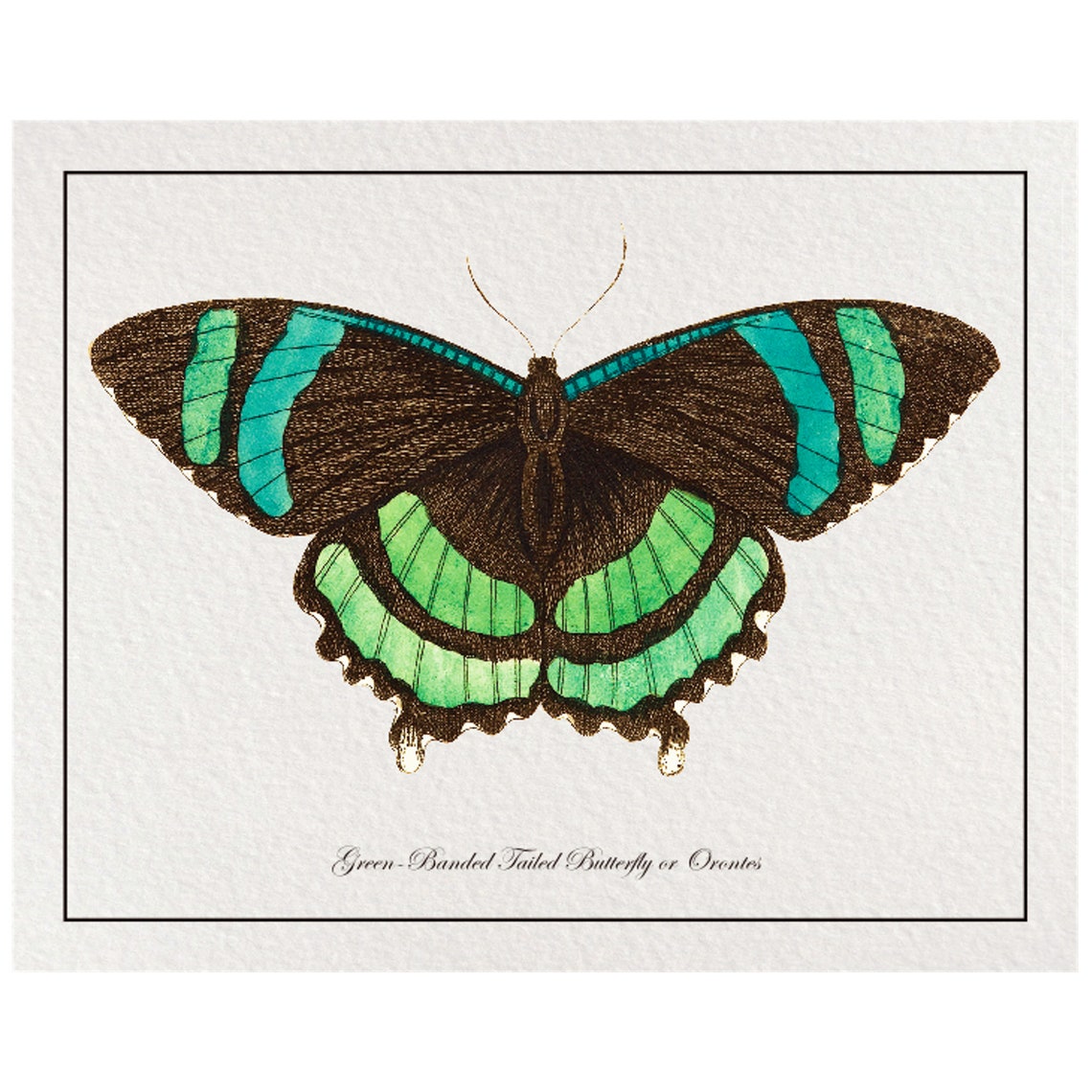 Vintage Green Butterfly Art Print From 18th Century Natural History Publication - Image 4
