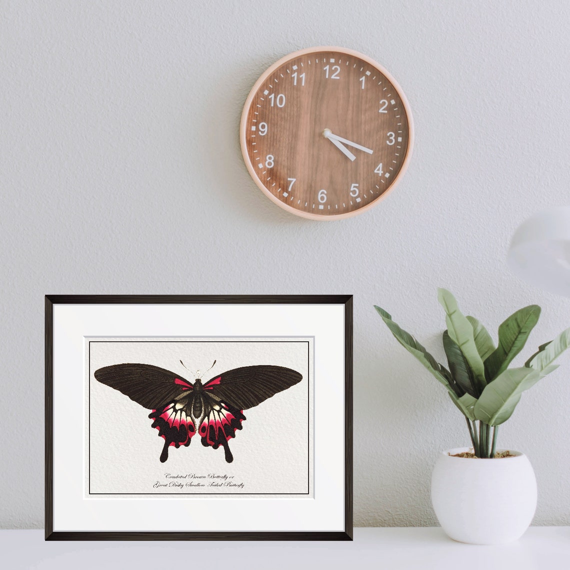 Vintage Black Pink Swallowtail Butterfly Natural History Art Poster - Image 2