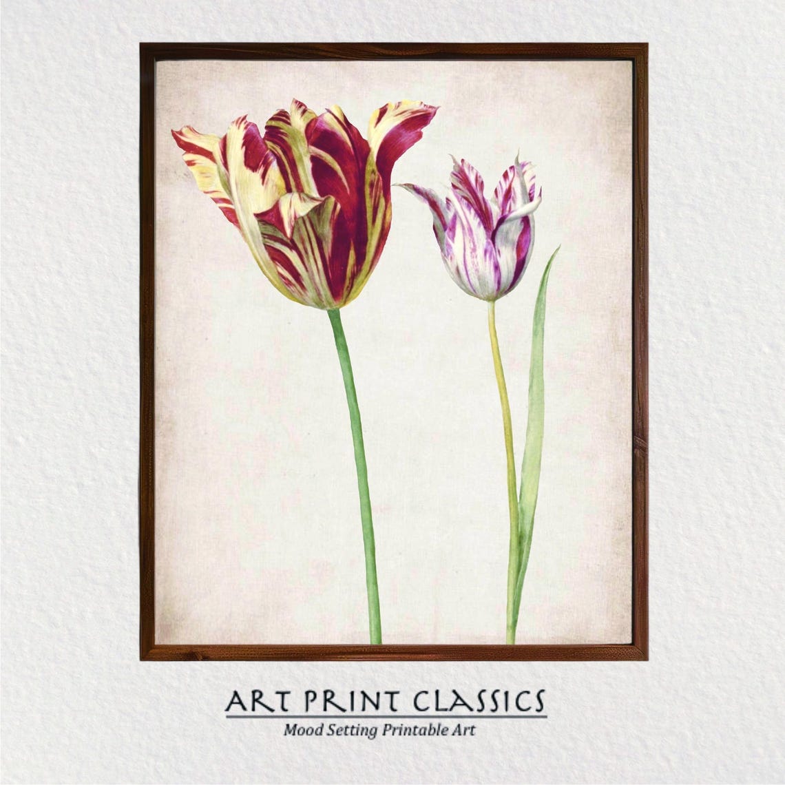 Vintage Red Yellow Striped Tulips Botanical Illustration Art Poster