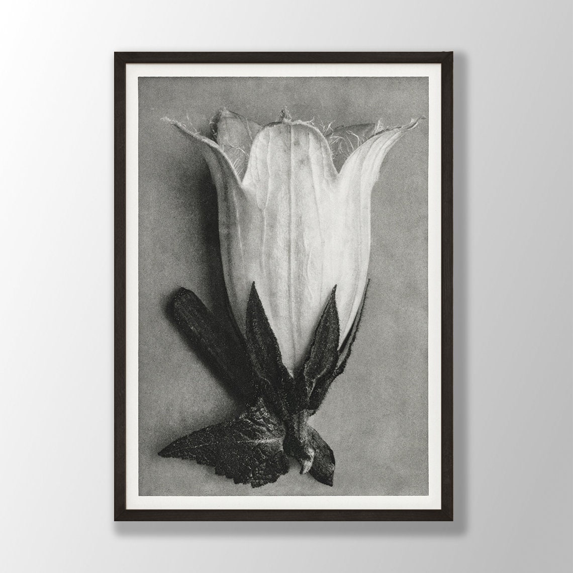 Black and White Bellflower Bloom Vintage Botanical Study Poster