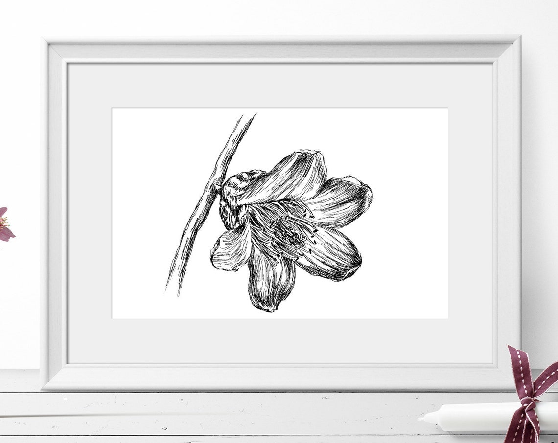 Black and White Flower Pen Sketch Botanical Line Drawing Poster