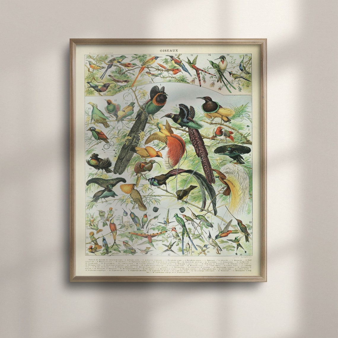 Adolphe Millot 1909 Oiseaux Birds of Paradise Chart Vintage Poster