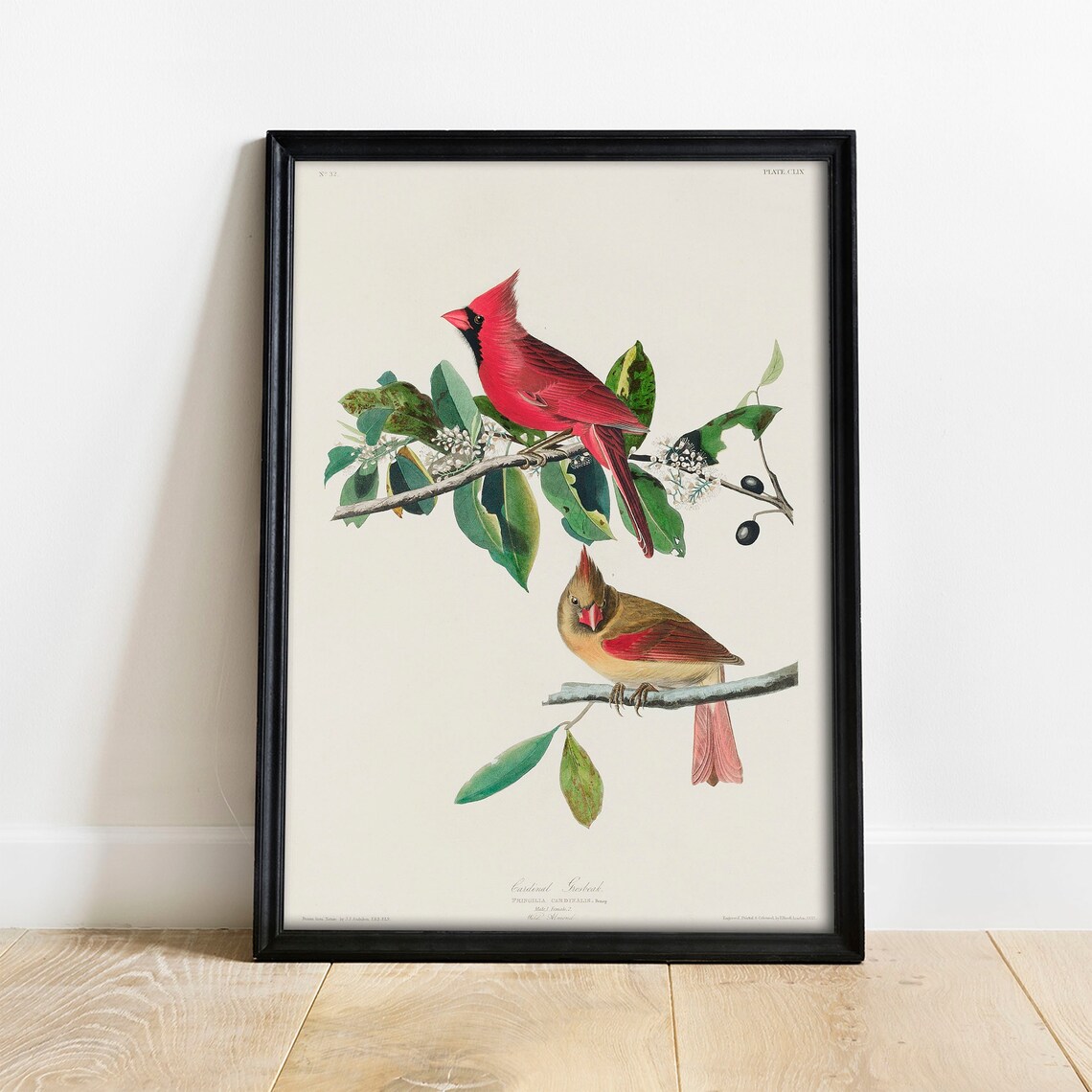 Cardinal Grosbeak Antique Bird Painting, Vintage Art Print