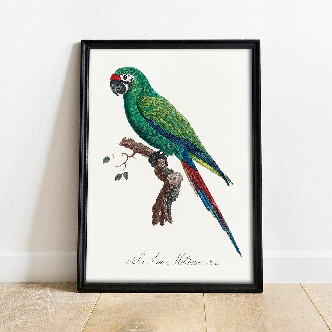 Parrot Vintage Drawing Art Print, Antique Style