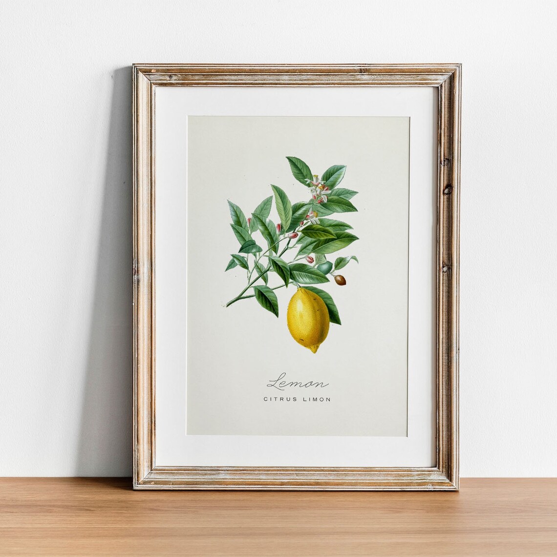 Vintage Lemons Kitchen Art Print, Fruit Illustration - Image 2