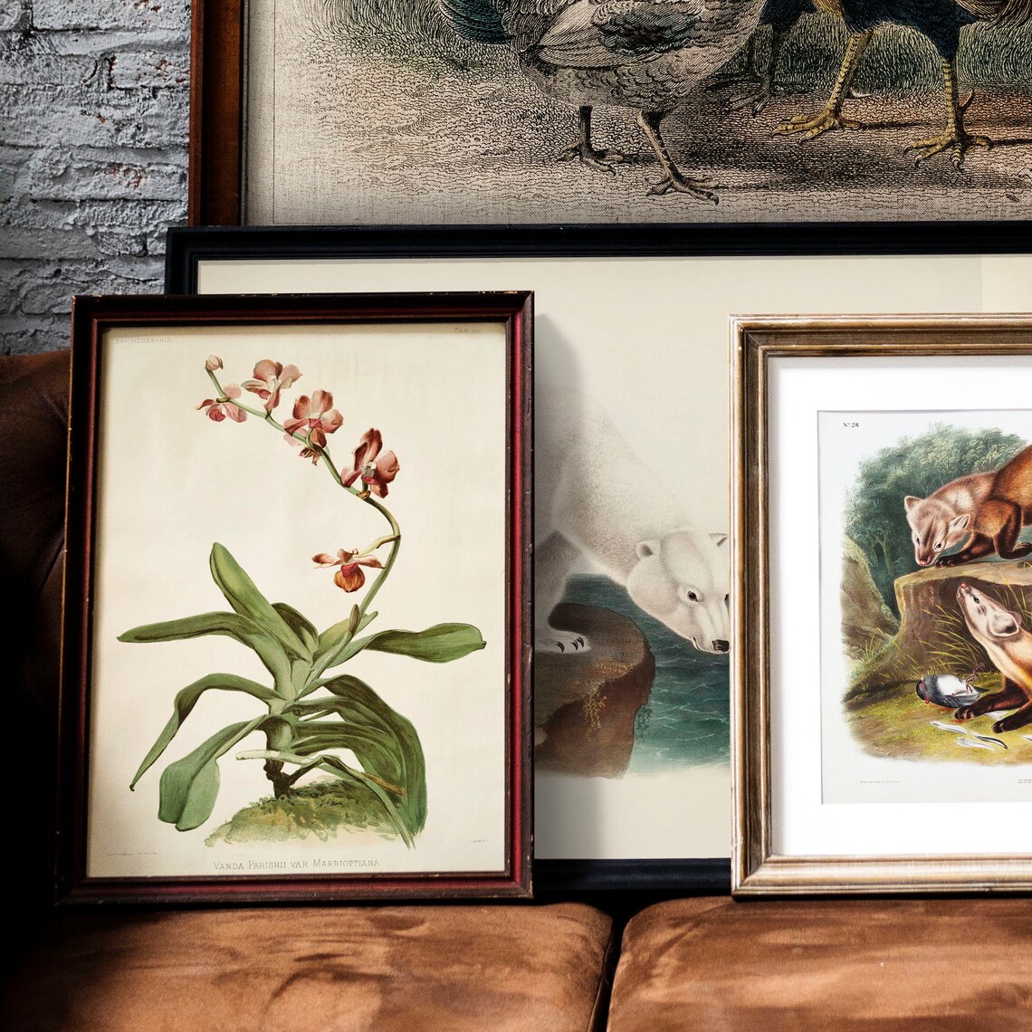 Vanda Parishii Pink Orchid Vintage Botanical Illustration Poster - Image 3