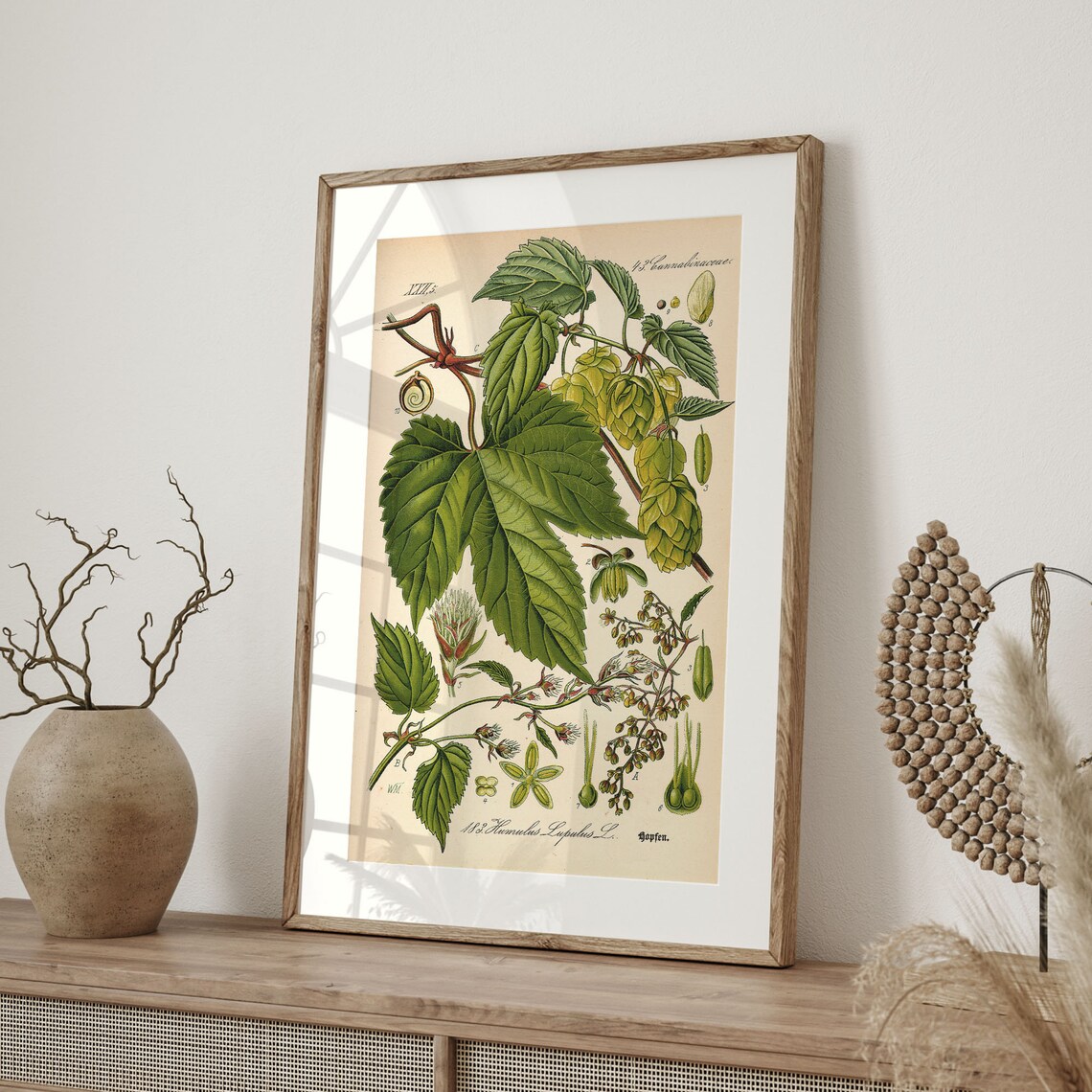 Hops Vintage Botanical Art Print, Beer Plants - Image 4