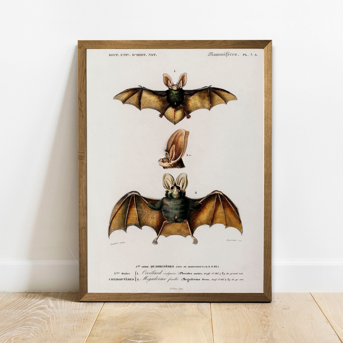Vintage Bat Animal Print, Zoological Drawing Decor