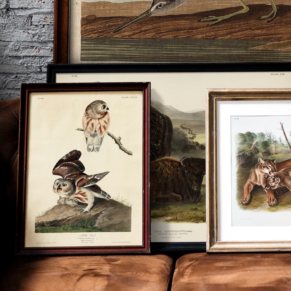 Audubon Little Owl Vintage Bird Plate Art Print for Bird Lovers - Image 2