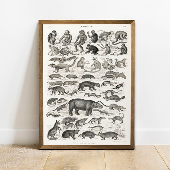 Mammal Collection Print Antique Animal Painting Vintage Drawing Poster Wall Art Mammals Zoology Poster Woodland Animals Coo284