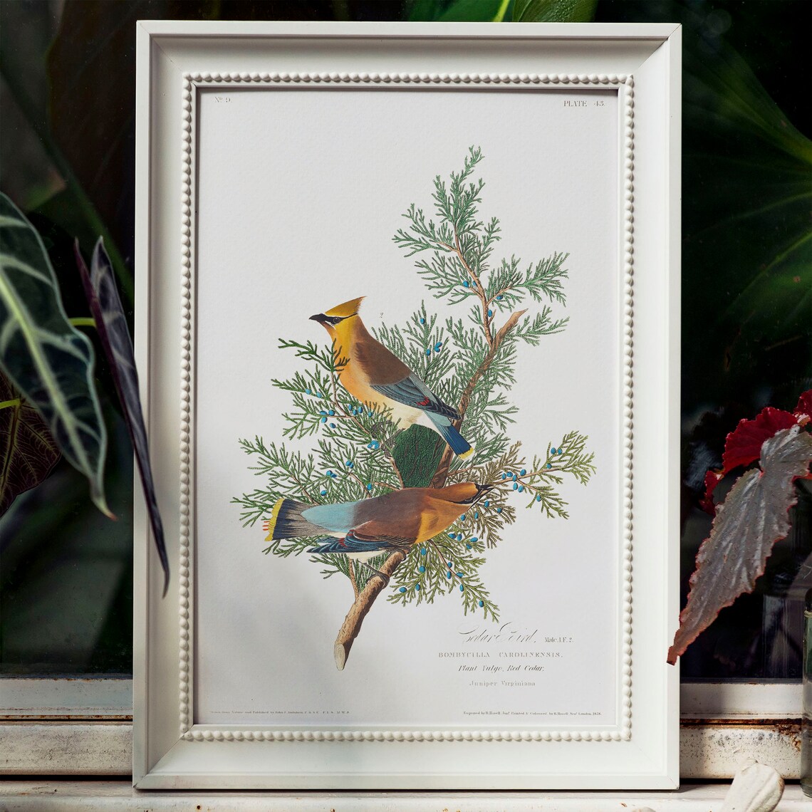 Cedar Bird Antique Vintage Drawing Art Print - Image 4