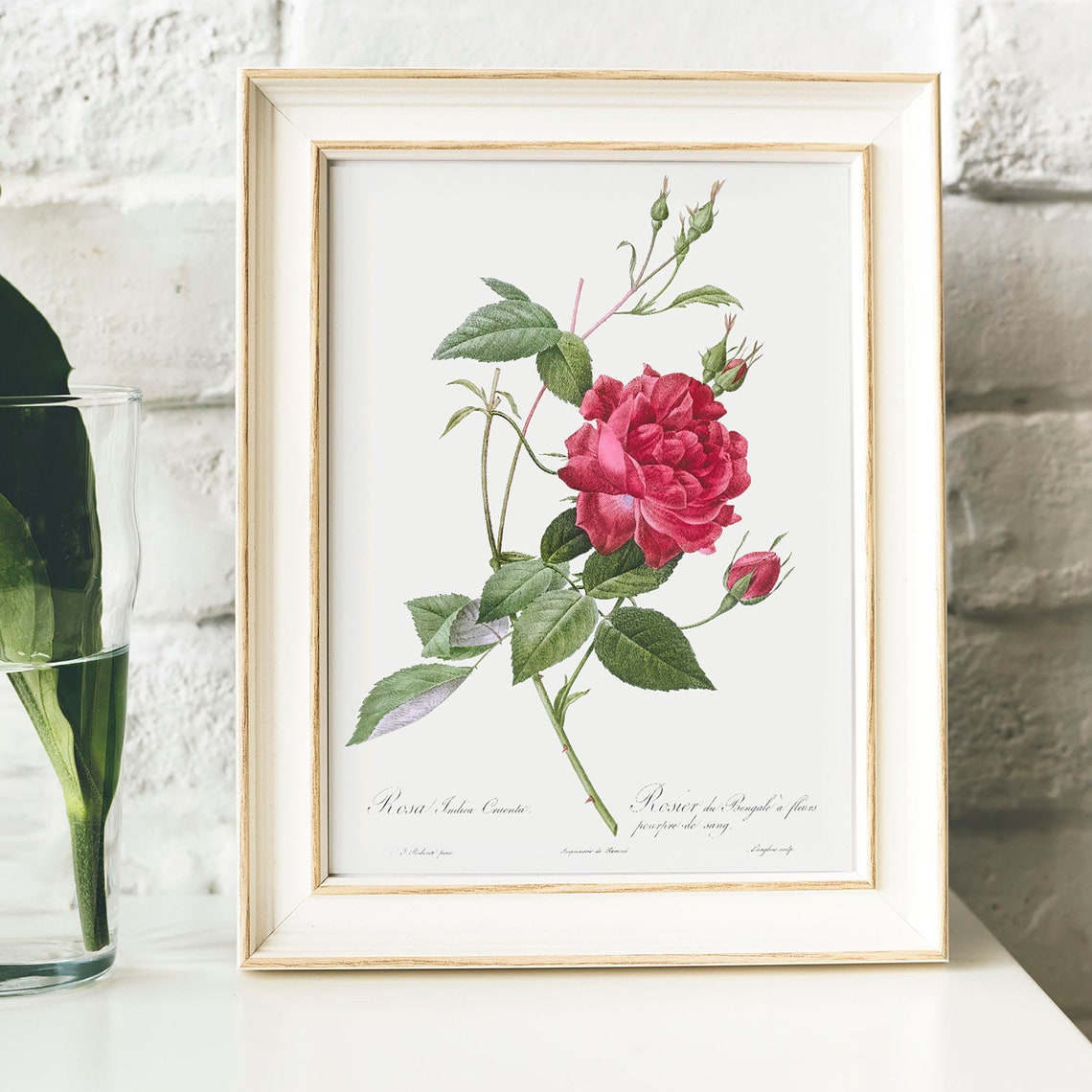 Red Rose Botanical Engraving Vintage Flower Art Print for Home - Image 4