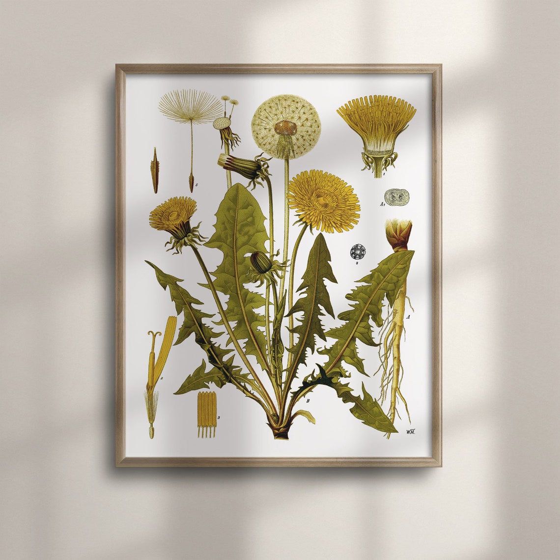 Vintage Dandelion Botanical Study Taraxacum Officinale Chart Poster