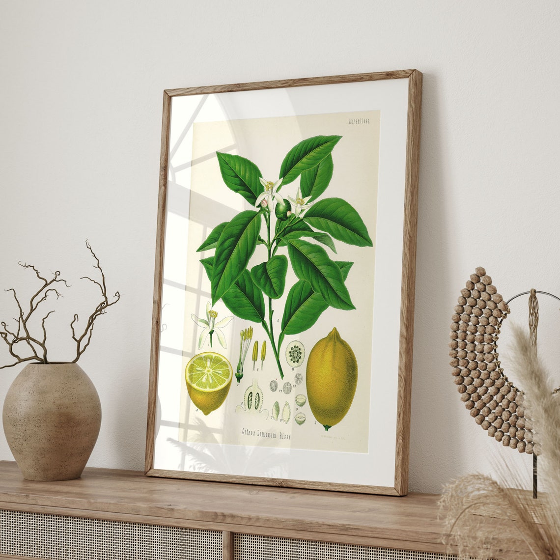 Citrus Limonum Risso Lemon Vintage Botanical Engraving Art Poster - Image 4