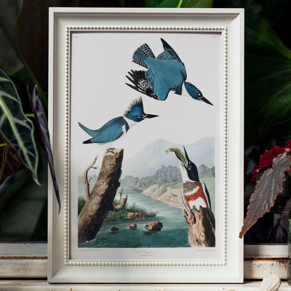Kingfisher Antique Bird Painting Vintage Art Print - Image 4