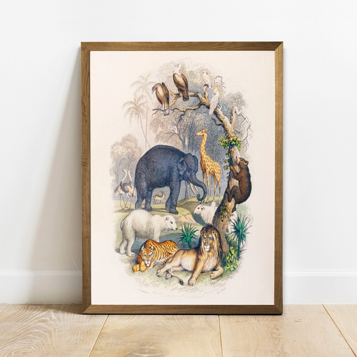 Animal Drawing Print, Antique Vintage Drawing Poster